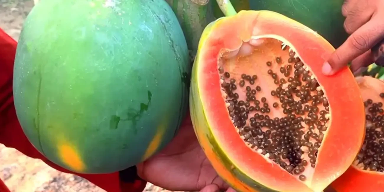 Red Lady Papaya Cultivation in Bangladesh