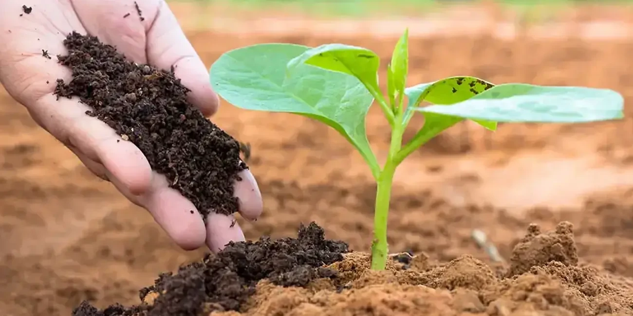 ভার্মি কম্পোস্ট / কেঁচো সার