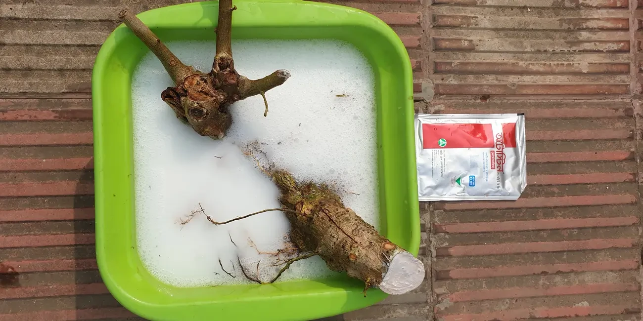 কাটিং থেকে চারা করার পদ্ধতি